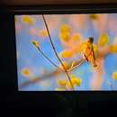 TFG32U14VM1152ZMW UHD 4K QD Mini LED 144Hz 게이밍 화이트